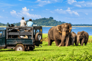 Minneriya National Park